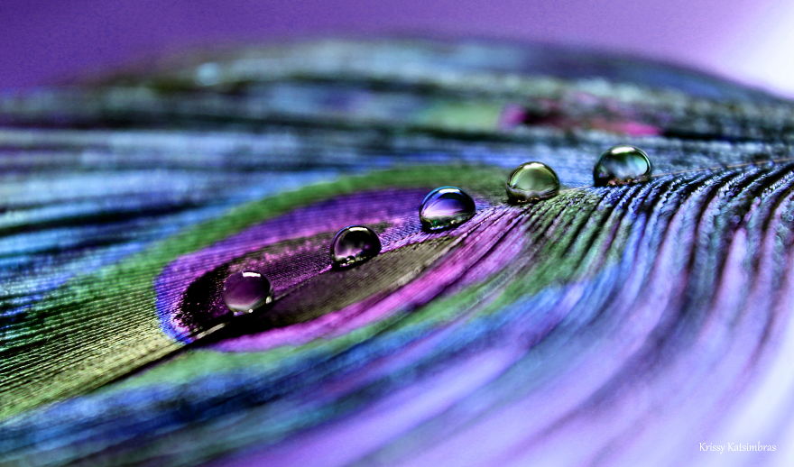 I Find Inner Peace And Tranquility Photographing These Royal Quills