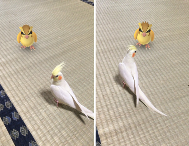 Pet bird seemingly observing a Pokémon character from Pokémon Go on the floor.