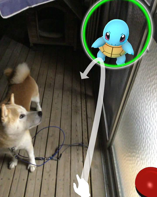 Dog seemingly observing a Squirtle in Pokémon GO, highlighting pets seeing Pokémon.