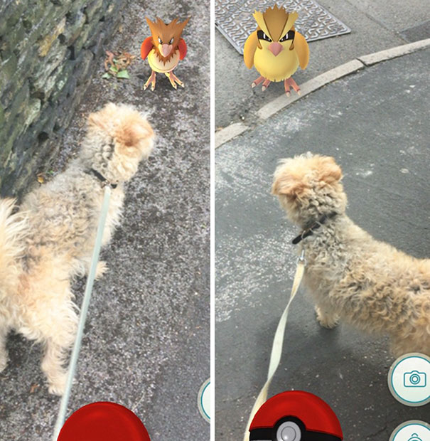 Dog on leash appears to spot Pokémon in augmented reality game Pokémon Go on sidewalk.