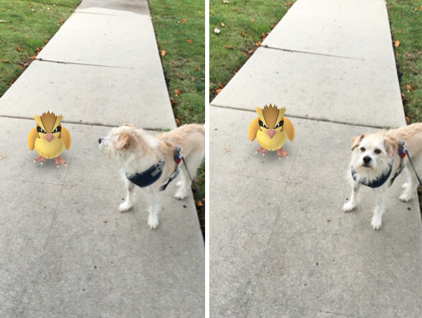 Dog interacts with Pokémon in augmented reality, seemingly observing a Pidgey on a sidewalk.