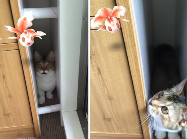 Cat seemingly reacting to a Pokémon Go creature floating in front of it, suggesting pets can see Pokémon.