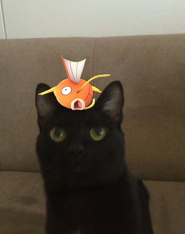Black cat with a Magikarp from Pokémon Go on its head, suggesting pets see Pokémon.