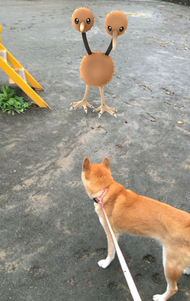Dog seemingly looking at Pokémon in augmented reality, suggesting pets can see Pokémon Go creatures.
