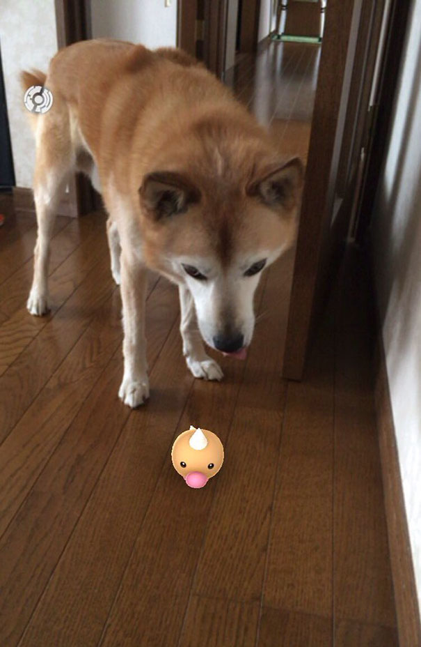 Dog curiously observing a virtual Pokémon character on a wooden floor.
