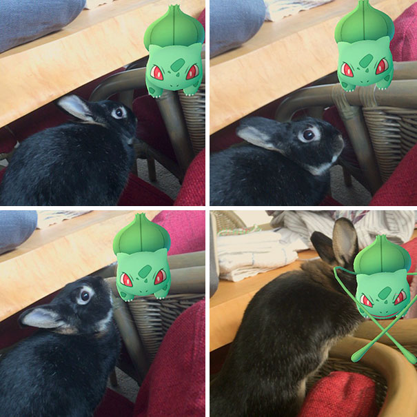 Rabbit interacting with a virtual Pokémon in Pokémon Go, suggesting pets can see Pokémon.