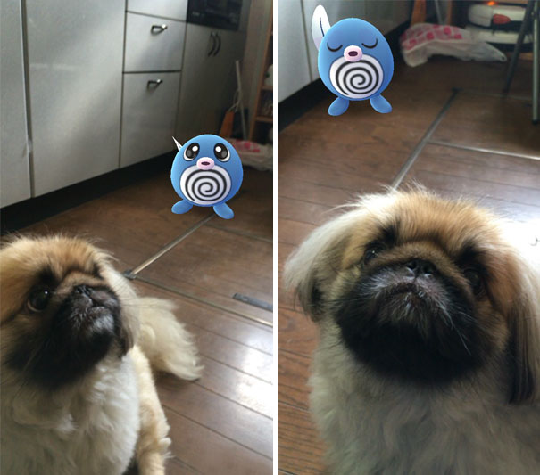 Dog appearing to observe a Pokémon in a kitchen, highlighting pets' interaction with Pokémon Go characters.