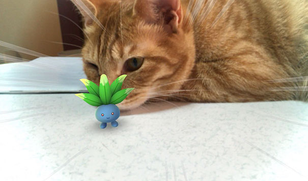 Cat staring at a Pokémon character on the floor, suggesting pets can see Pokémon Go characters.