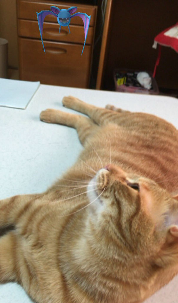 Cat observes a Pokémon from Pokémon Go hovering above, showcasing pet reactions to the game.