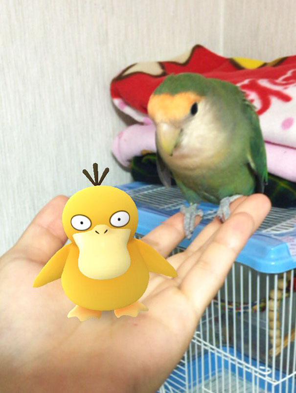 Pet bird observing Psyduck from Pokémon Go on a person's hand, showcasing the animal's curious gaze.