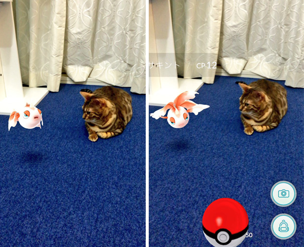 Cat interacting with a Pokémon Go creature, showcasing pets seeing Pokémon in augmented reality.