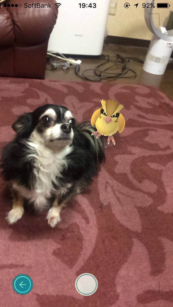 Dog reacting to a virtual Pokémon in Pokémon Go, appearing surprised and curious.