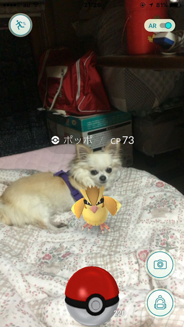 Pet with Pokémon Go Pidgey on bed showing pet reacting to augmented reality character.