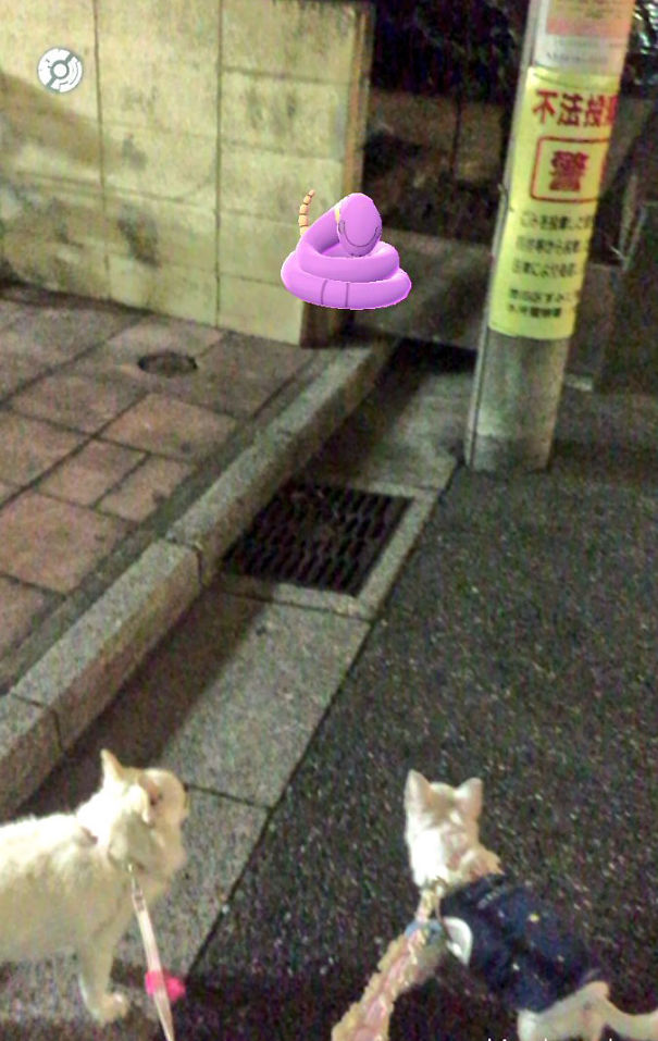 Dogs spotting Ekans in Pokémon Go, seeming fascinated by the virtual creature on a nighttime walk.