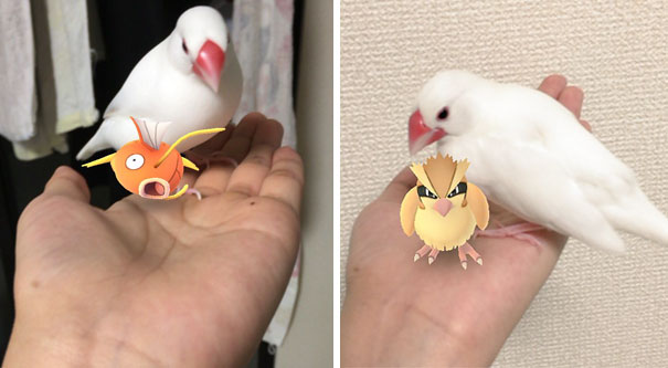 White bird on a hand with Pokémon Go characters Magikarp and Pidgey, demonstrating pets can see Pokémon.