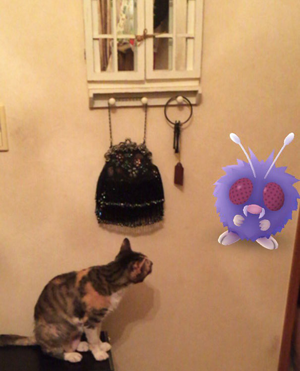 Cat curiously looks at a floating Venonat from Pokémon Go, suggesting pets may see Pokémon.