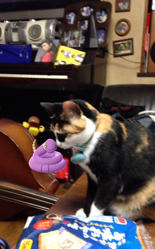 Calico cat attentively staring at a virtual Ekans from Pokémon Go in a cozy living room setting.