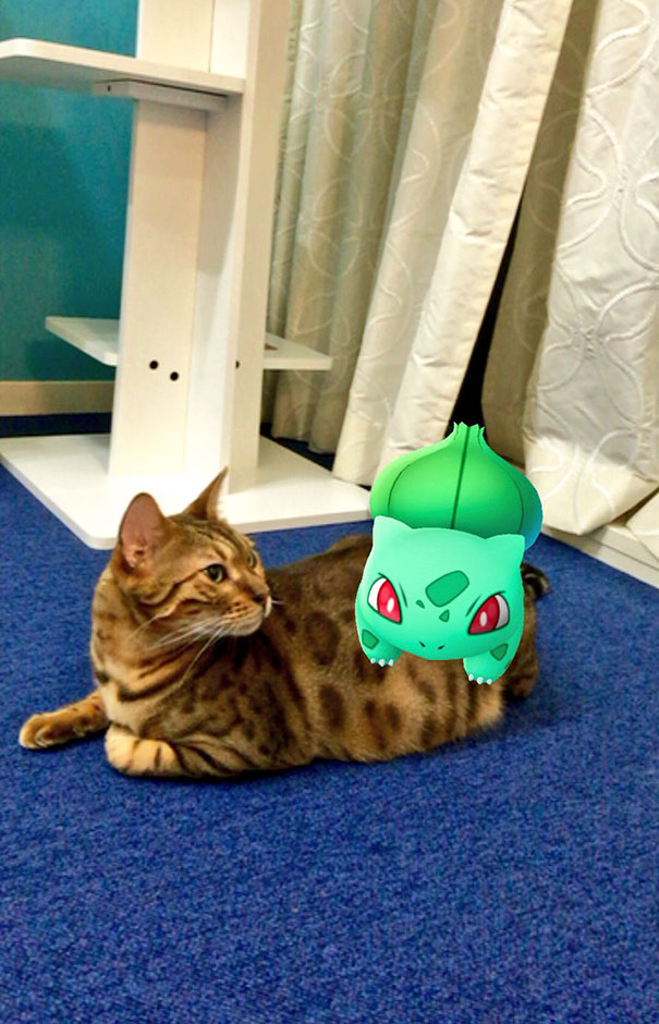Cat seemingly observing a Bulbasaur from Pokémon Go, illustrating pets interacting with virtual characters.