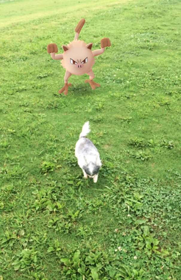 Dog reacting to a virtual Pokémon on grass, suggesting pets notice Pokémon Go creatures.
