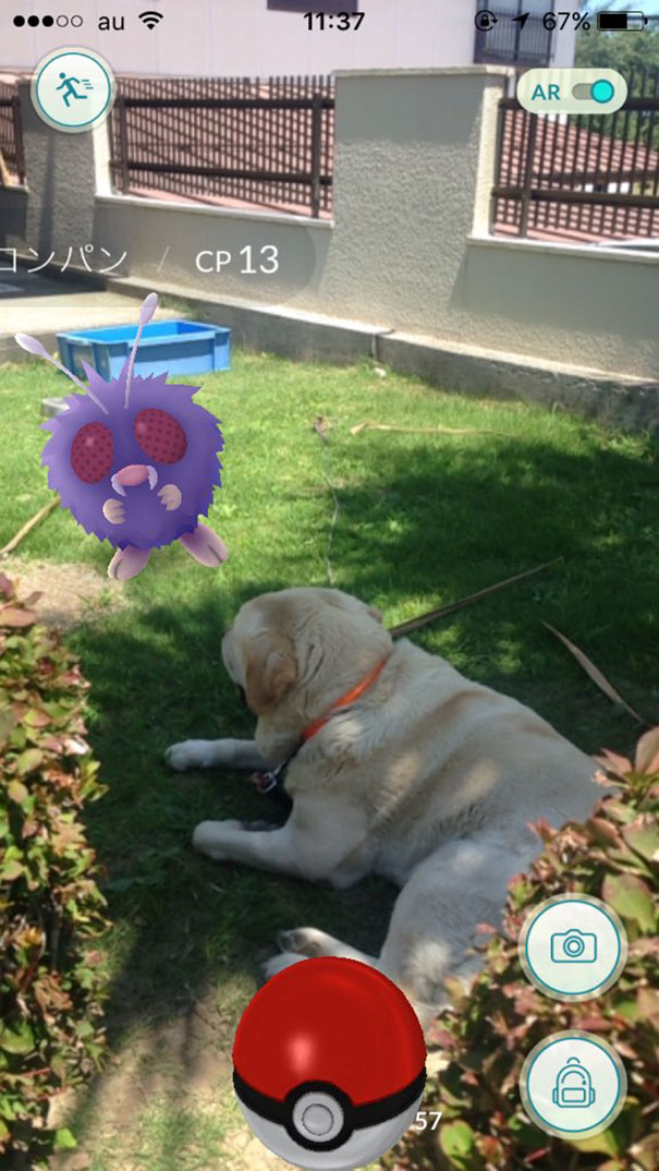 Dog interacting with a Venonat in Pokémon Go, showcasing evidence that pets can see Pokémon.