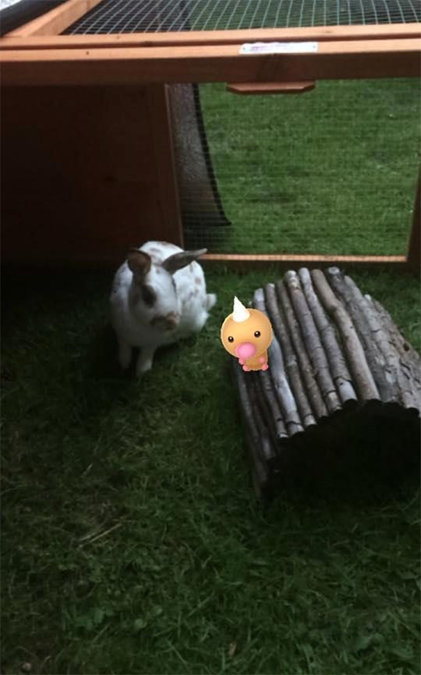 Rabbit with a virtual Weedle in a garden, illustrating that pets can see Pokémon Go characters.