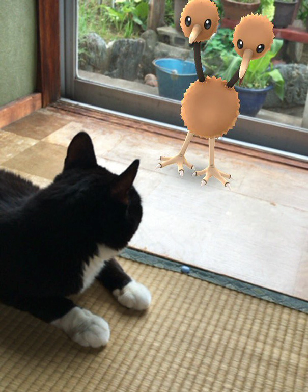 Cat observing a virtual Pokémon through a window, showcasing proof pets can see Pokémon Go.