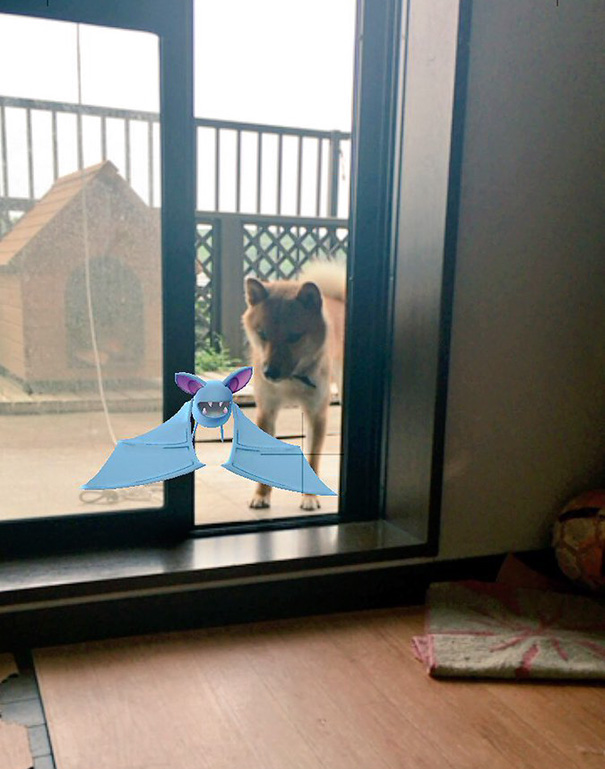 Dog looking at a digital Zubat in Pokémon Go through a glass door.