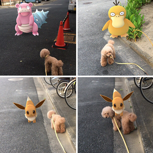 A dog seemingly interacting with Pokémon in Pokémon Go, suggesting pets can see them too.
