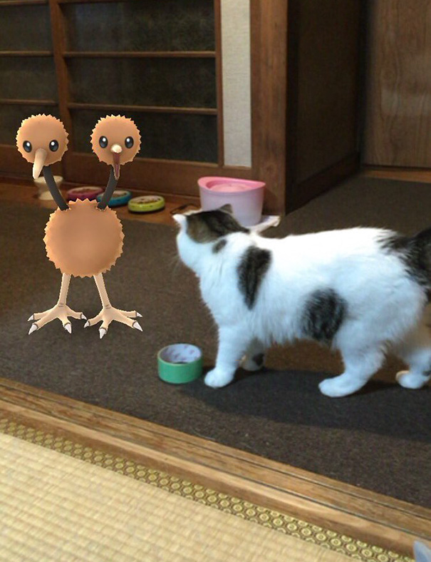 Cat curiously interacting with augmented reality character from Pokémon Go.