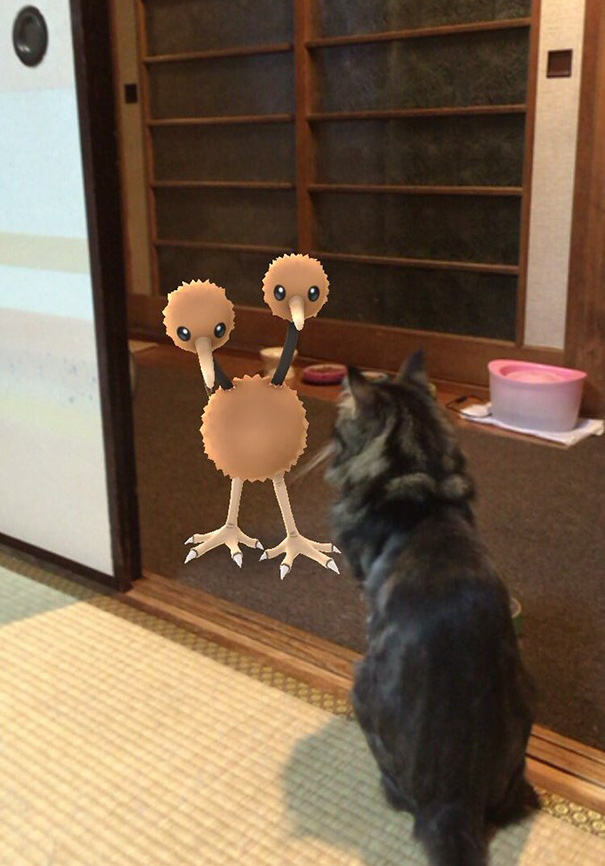 Cat staring at a Pokèmon character displayed in a room, suggesting pets can see Pokèmon Go.