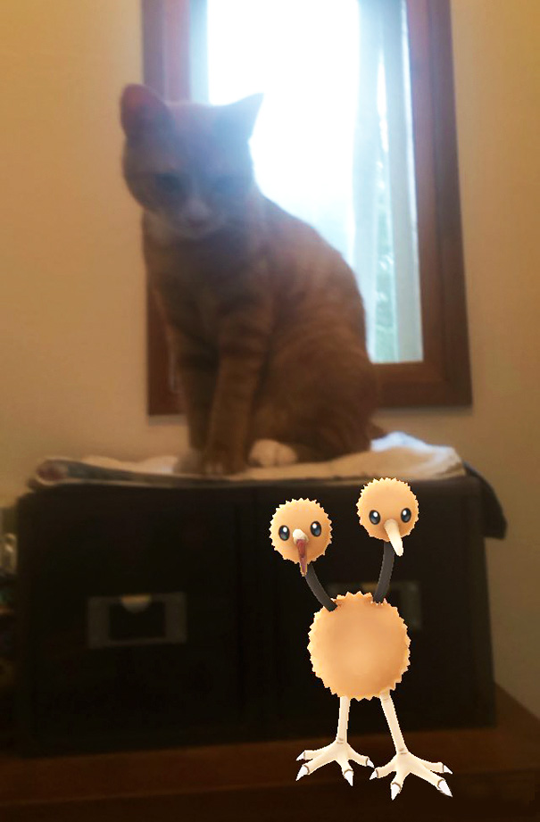 Cat seemingly observing a Doduo from Pokémon Go on a cabinet.