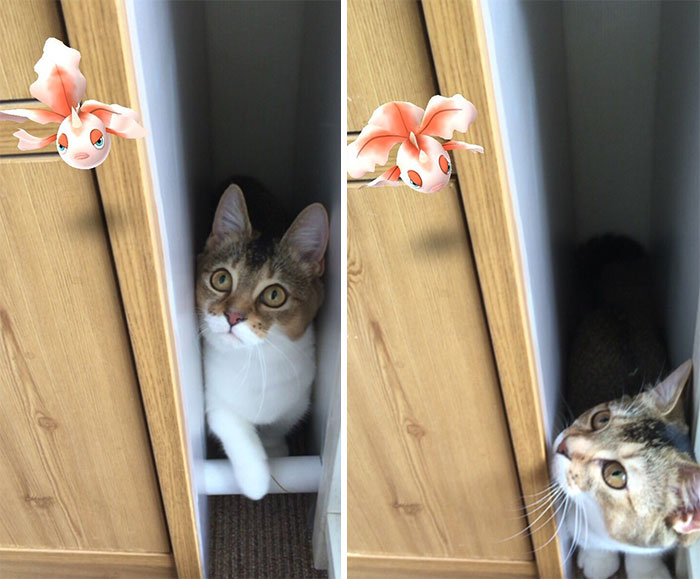 People Are Posting Proof That Pets Can See Pokèmon Go And The Evidence Is More Than Convincing