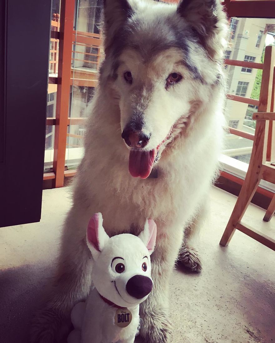 Direwolves Are Real (Sort Of) Direwolves Are Real (Sort Of)