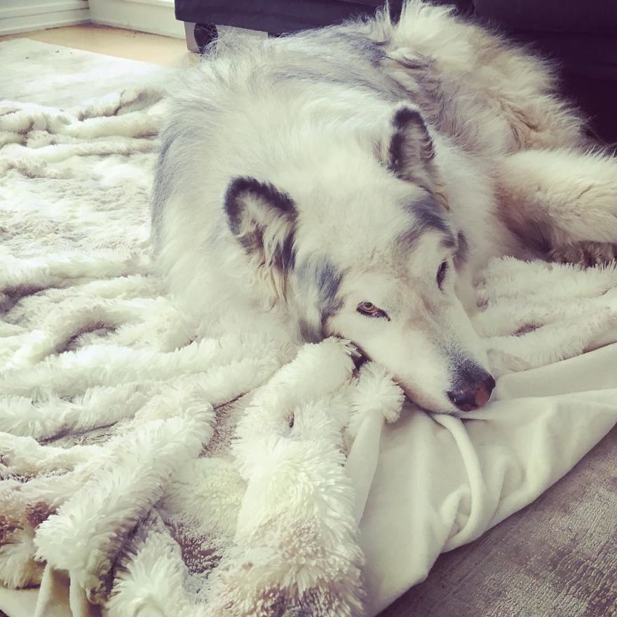 Direwolves Are Real (Sort Of)