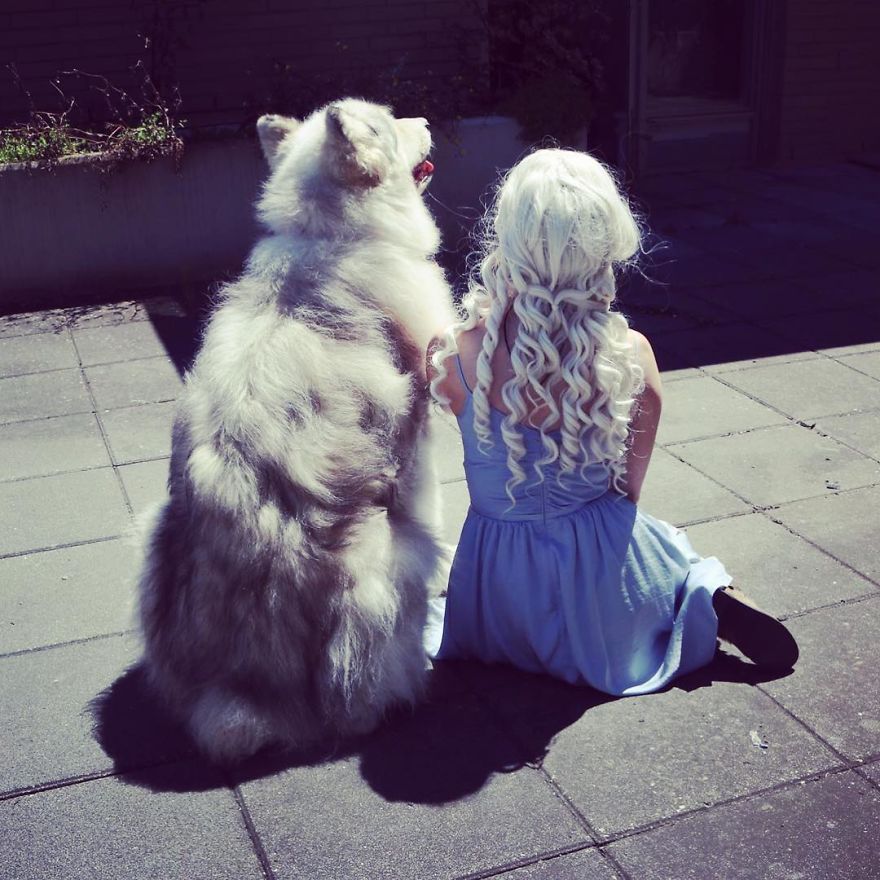 Direwolves Are Real (Sort Of) Direwolves Are Real (Sort Of)