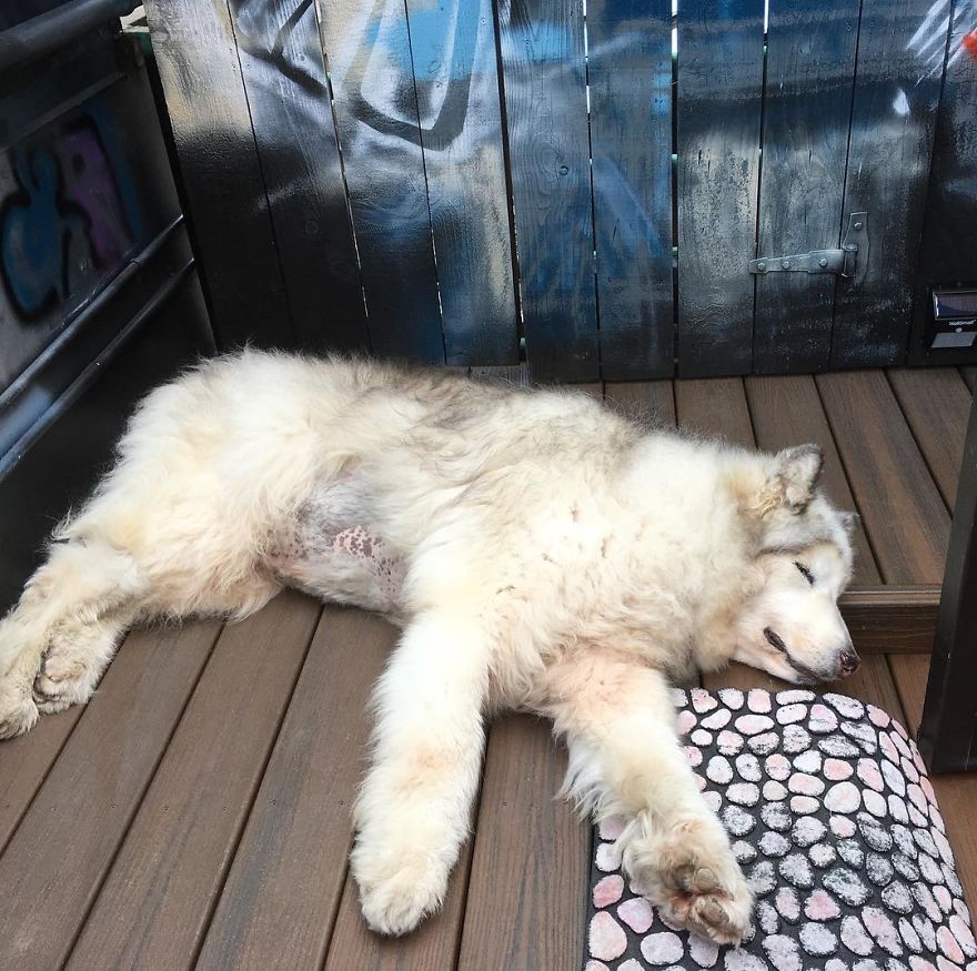 Direwolves Are Real (Sort Of) Direwolves Are Real (Sort Of)