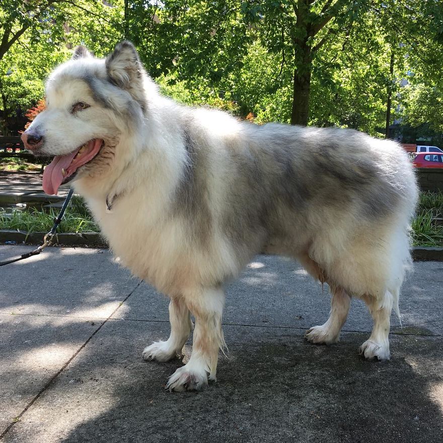 Direwolves Are Real (Sort Of) Direwolves Are Real (Sort Of)