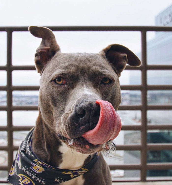 pit-bull-wedding-nfl-player-ace-jeremy-zuttah-heran-haile-1 pit-bull-wedding-nfl-player-ace-jeremy-zuttah-heran-haile-1