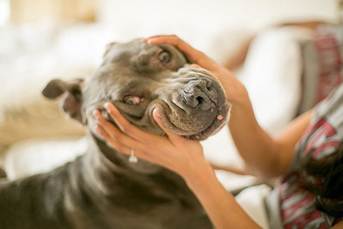 pit-bull-wedding-nfl-player-ace-jeremy-zuttah-heran-haile-3 pit-bull-wedding-nfl-player-ace-jeremy-zuttah-heran-haile-3