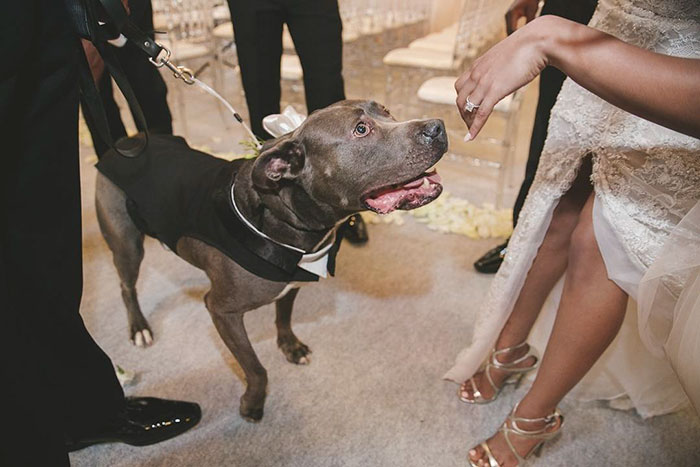 pit-bull-wedding-nfl-player-ace-jeremy-zuttah-heran-haile-6
