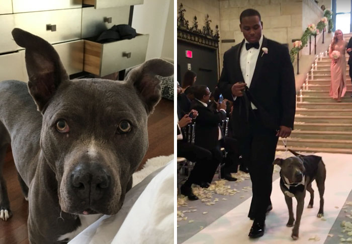pit-bull-wedding-nfl-player-ace-jeremy-zuttah-heran-haile-8
