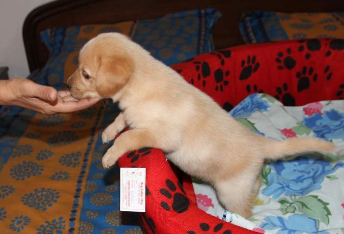 Little Pogo Thanking Me By Licking My Hand On Adoption Day!