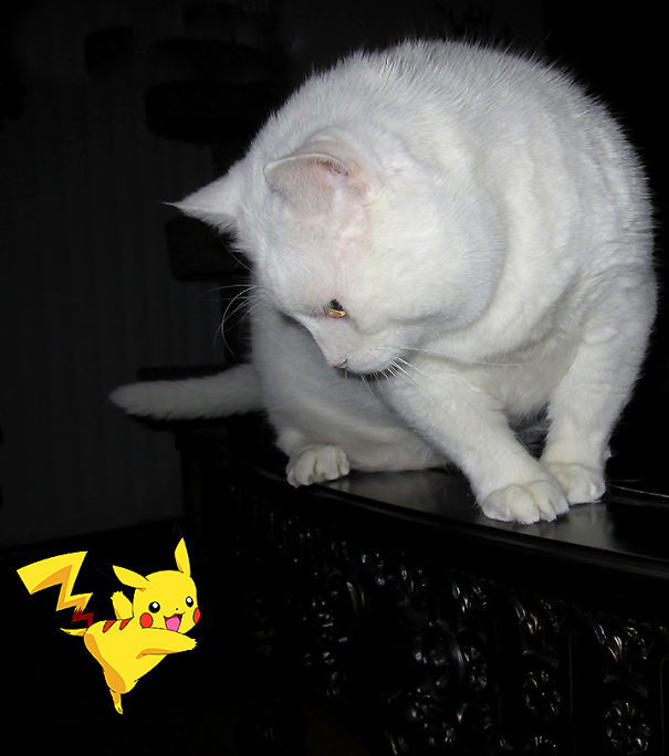 White cat looking at Pikachu from Pokèmon Go on a dark surface.