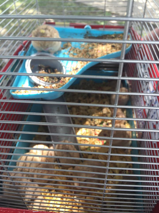 pokemon-go-players-rescue-abandoned-animals-south-houston-2 pokemon-go-players-rescue-abandoned-animals-south-houston-2