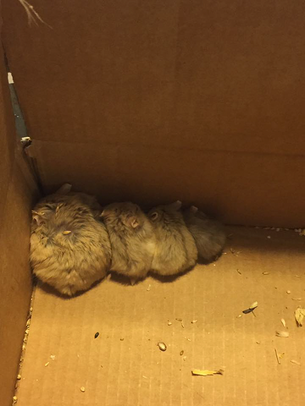 pokemon-go-players-rescue-abandoned-animals-south-houston-4 pokemon-go-players-rescue-abandoned-animals-south-houston-4