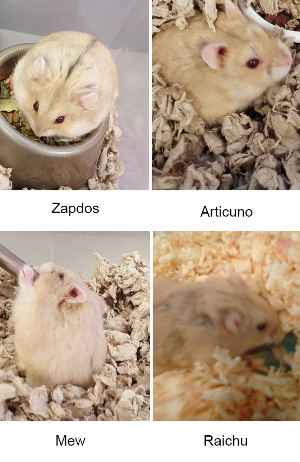 pokemon-go-players-rescue-abandoned-animals-south-houston-5