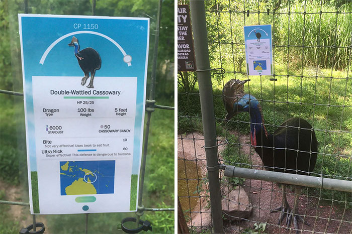Zoo enclosure with a sign mimicking Pokemon Go, featuring a Double-Wattled Cassowary as a dragon-type creature.
