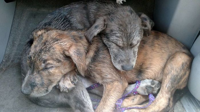 Sisters Going To Put To Sleep Now Sleep After First Day At The Beach!