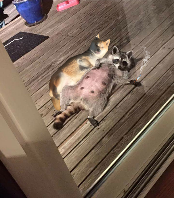 Brown Chicken Brown Cow