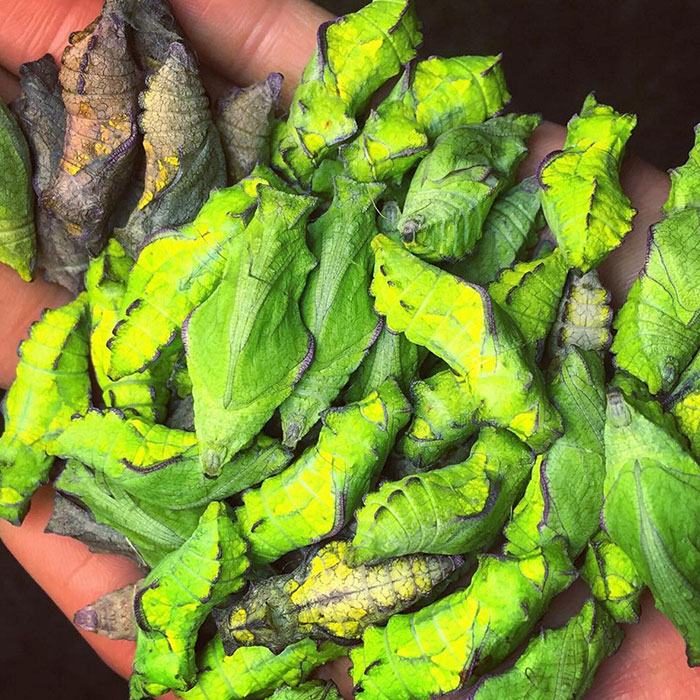 rare-blue-swallowtail-pipevine-butterfly-repopulation-tim-wong-20 rare-blue-swallowtail-pipevine-butterfly-repopulation-tim-wong-20